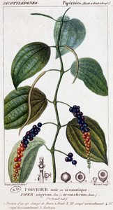 Black or aromatic pepper dish - botanical board. 19th century by Unknown artist