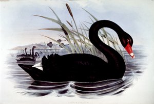 Black swan (cygnus atratus) - from J. Gould