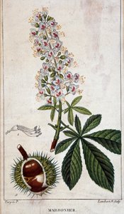 Botanical board - Flowers, leaves and fruit of chestnut tree