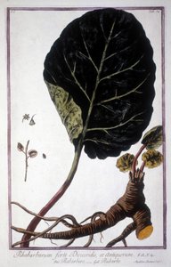Botanical Board: Leaf and Roots of Rhubarb. 19th Century Herbarium by Unknown artist