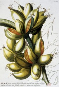 Botanical board: bananas by Unknown artist