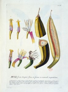 Botanical Board: Flowers and Banana Cutting by Unknown artist