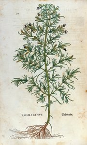 Botanical board: rosemary. Herbarium of Leonard Fuchs, Historia Stirpium, Bale by Unknown artist