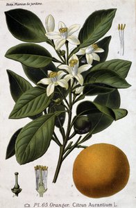 Branch, Flower and Fruit of Orange Tree - Botanical Board