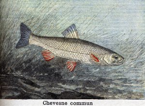 Chevense commun engraving from 1898