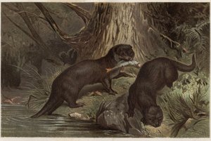 Chilean Otter - The Southern River Otter, Lontra provocax - engraving from 