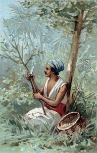 Cinnamon peel in Ceylon. Chromolithography of the late 19th century by Unknown artist