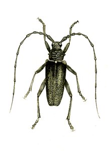 Coleoptera: Cerambyx Heros