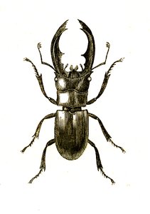 Coleoptera: Hexarthrius Buqueti or Lucanus