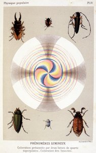 Colouring Presented by Two Superimposed Quartz Blades, Coloring Insects - in 