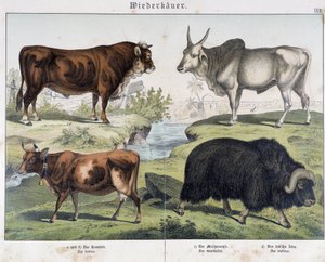Cow, beef, yack - in "Natural History of Mammals", ed. Schreiber by Unknown artist