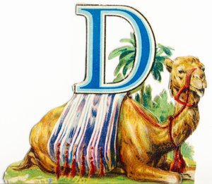 Dromedary