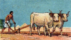 Daily Life in Ancient Egypt: Peasant During Plowing, Early 20th Century