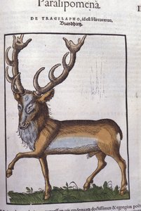 Deer - from Historiae Animalium by Konrad Gesner, Tiguri by Unknown artist