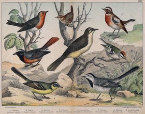 Illustration of Birds, Natural History by Unknown Artist