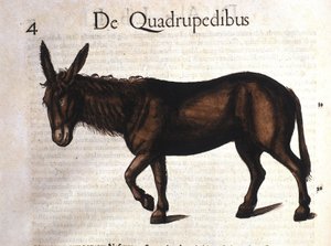 Donkey from Historia Animalium by Conrad Gesner, Tiguri 1560