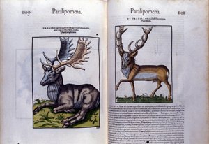 Double Page of Deer in Historia Animalium by Conrad Gesner (1516 - 1565), Tiguri by Unknown artist