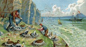 Down Production in New Zemble, Russia: Men Charged with Collecting Eggs and Feathers Must Climb the Rocks to Reach the Nests. Chromolithography of the 19th Century