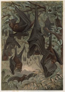 Egyptian fruit bat or Egyptian rousette (Rousettus aegyptiacus) - engraving from Brehm