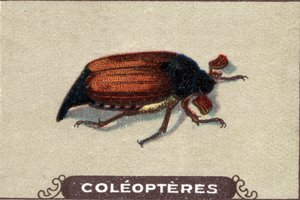Entomology: Representation of a Chabiner, Insect Series, Early 20th Century