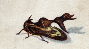 Entomology: Representation of a Female Biting Heteronote, Insect Series, Early 20th Century