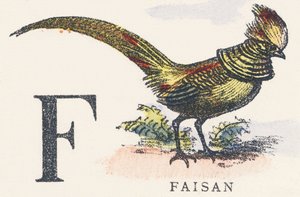 F: Pheasant