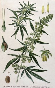 Female Cannabis Plant - 19th Century Engraving