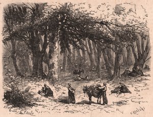 Group of people picking mushrooms in the forest of Fontainebleau by Unknown