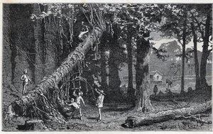 Harvesting cinchona bark - Quinquina (Cinchona officinalis) by Unknown artist