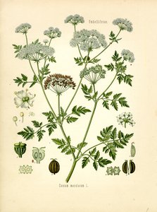 Hemlock by Unknown artist