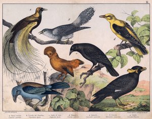 Illustration for “Natural History of Birds”, ed. Hoepli, Milan by Unknown Artist