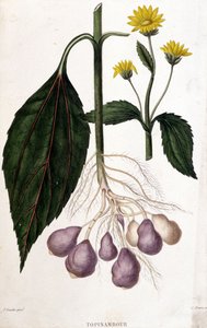 Jerusalem Artichoke - Botanical Board by Unknown artist