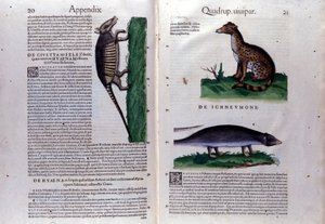 The Civet, the Hyena, and the Mongoose in Historia Animalium by Conrad Gesner (1516-1565)