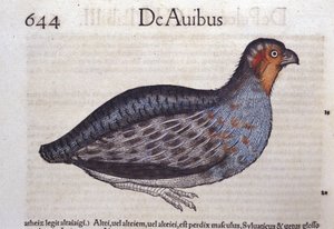The Partridge in Historia Animalium by Conrad Gesner (1516 - 1565), Tiguri by Unknown artist