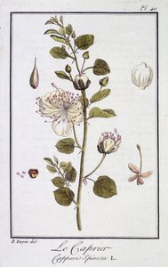 The Caper (Capparis Spinosa) - in 