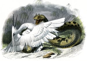 Le ceraste (Vipera cerastes) - Plate from Natural History by Bernard Germain de Lacepede by Unknown artist