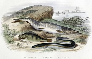 The Pike, the Perch and the Eel - in "Histoire naturelle" by Lacépède, T.II, ed. Furne et Cie, Paris by Unknown artist