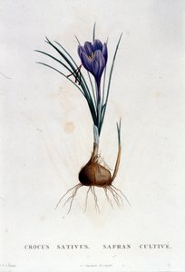 The Saffron (Crocus sativus) from Botanique by J. Rousseau, Paris 1822 by Unknown artist