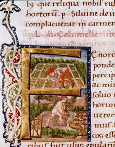 Lettrine F from the Chapter on Horticulture: Scenes of Beaching and Irrigation. Miniature Taken from 