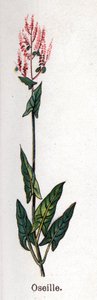 Medicinal and food botanical plants: sorrel. Engraving in 