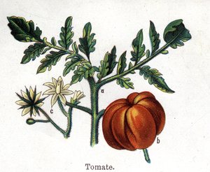 Medicinal and food botanical plants: tomato. Engraving in 