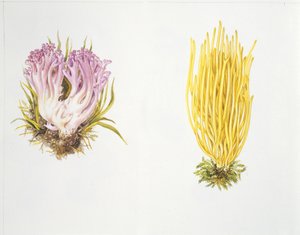 Mushrooms by Unknown artist