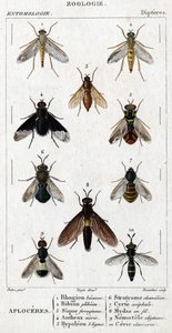 Natural history board. Entomology. Diptera family. Aploceres: 1. Rhagion beech; 2. Plebeien bion; 3. Ferruginous Sic; 4 Anthrax morio; 5. Hypoleon 63 lines; 6. Stratyome chameleon; 7; Cyrte acephal; 8. Mydas in wire; 9. Utiginous nemotele; 10. clavicorn ce by Unknown artist