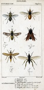 Natural History Board. Entomology. Dipteres Family. Sclerostomes: 6. Grey Stomox; 7. Beaked Rhingia; 8. Blinding Chrysopside; 8a. Profile Head; 9. Taon Negre; 9a. Head of Profile; 10. Crabroniforme Asylum; 10a. Head of Profile; 11. Emboid Hairy Legs by Unknown artist