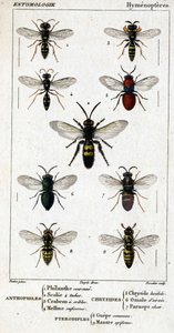 Natural history board. Entomology. Hymenoptera family. Anthophiles: 1. Philanth crown; 2. Scoile 4 spots; 3. Screening crabron; 4 Melline ruficorne. Chrysididae: 5. Lucidulous Chrysis; 6. Brain Omalum; 7. Parnope flesh. Pteromalidae: 8. common area; 9. Mas by Unknown artist