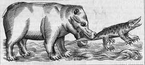 Nile Hippo. (After Pierre Belon)