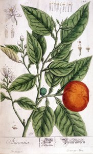 Orange (Aurentia) by Unknown artist