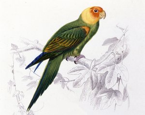 Ornithology: Carolina Parrot