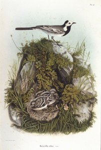 Ornithology: a grey wagtail (Motacilla alba) near the nest of its young. 19th century zoology board by Unknown artist