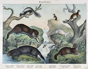 Otters, Ferrets, Weasel... - in “Natural Histories of Mammals”, ed. Schreiber by Unknown artist
